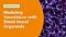 Modeling the Structural and Functional Features of Blood Vasculature with Blood Vessel Organoids