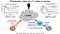 T Cell Differentiation and Cancer Immunity