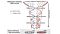 Genetic Stability of Human Pluripotent Stem Cells