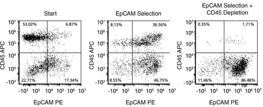 Isolation of Mouse Lung Epithelial Cells