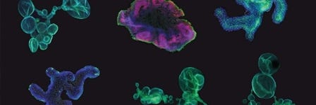 Organoids