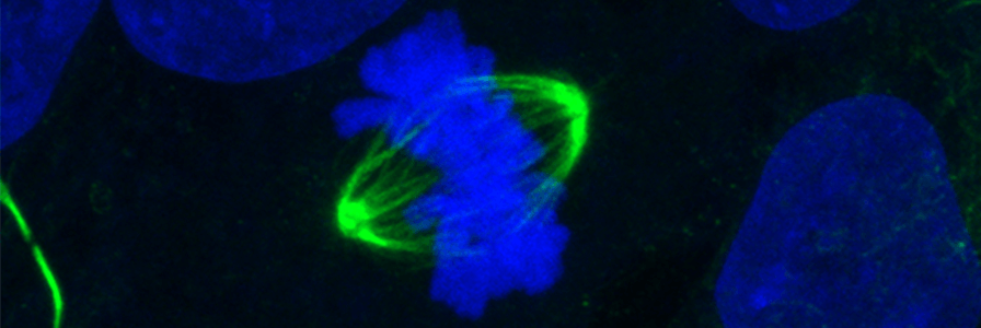 PSC genomic integrity