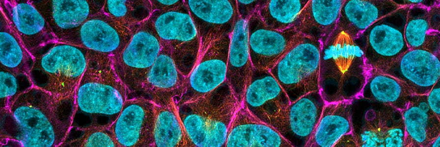 Image showing pluripotent stem cells