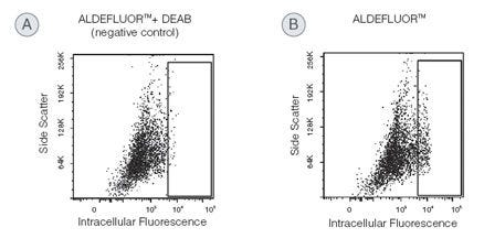 Identification of ALDHbr Cells from human mammary epithelial samples