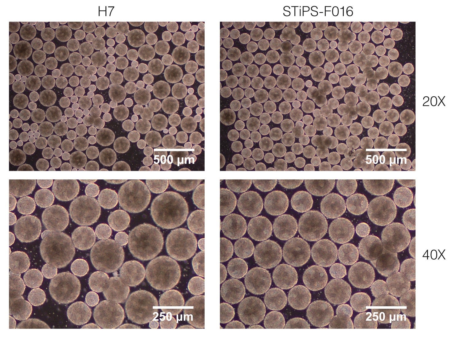 Human ES and iPS cell aggregates in TeSR™-E8™3D suspension culture shown at 20x and 40x magnification