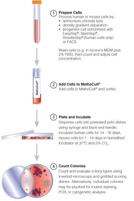 Procedure Summary for Hematopoietic CFC Assays