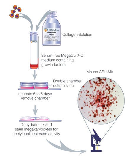 Procedure Summary for Assays of Mouse Megakaryocytic Progenitors