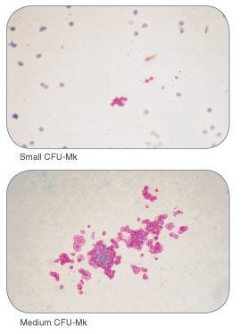 Examples of Colonies Derived From Human Megakaryocyte Progenitors