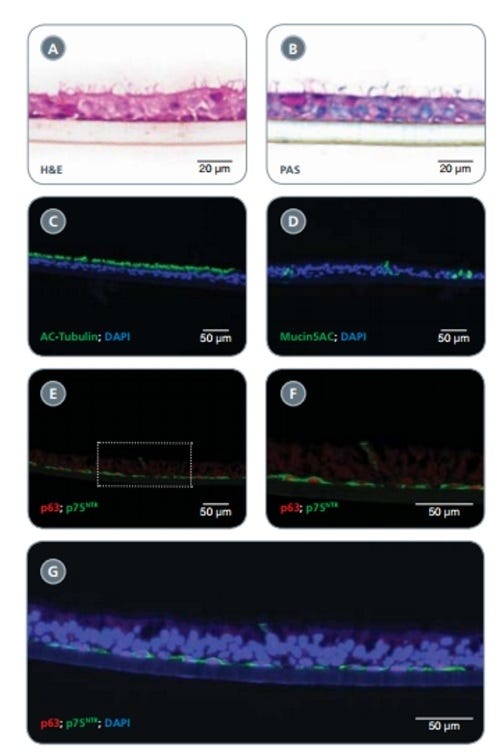 https://www.stemcell.com/media/images/data-figures/05001/05001_data_fig_2.jpg