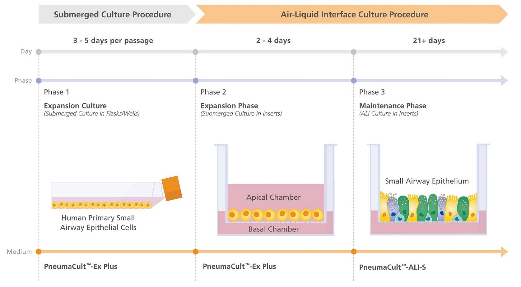 PneumaCult™ Culture System Workflow for Small Airway Research