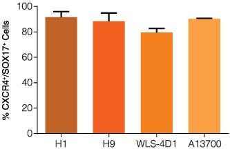 Definitive endoderm differentiation is efficient across multiple human ES and iPS cell lines