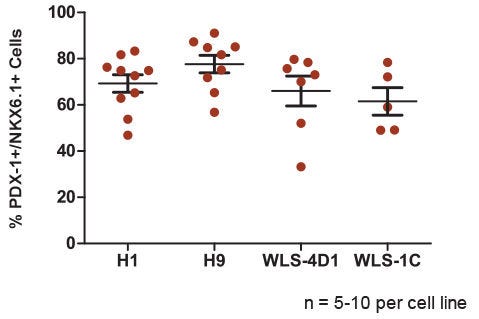 B. The STEMdiff™ Pancreatic Progenitor Kit Functions Efficiently Across Multiple hPSC Lines