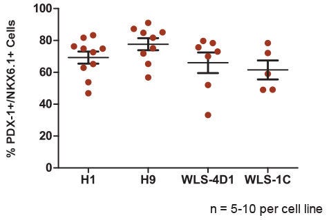 B. The STEMdiff™ Pancreatic Progenitor Kit Functions Efficiently Across Multiple hPSC Lines