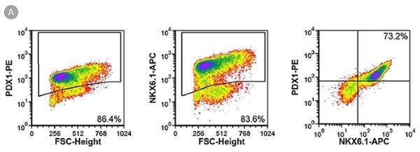 A. The STEMdiff™ Pancreatic Progenitor Kit Functions Efficiently Across Multiple hPSC Lines