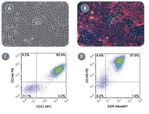 Robust Endothelial Differentiation of STEMdiff™ MIM-Generated Early Mesoderm Cells