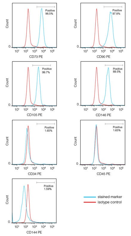 A Representative Flow Cytometric Analysis of STiPS-F016-derived MPCs Expressing Mesenchymal Surface Markers By Day 21