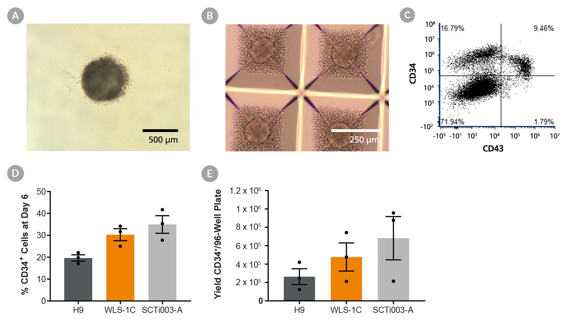 Figure 1. Generation of Hematopoietic Progenitors Using STEMdiff™ APEL™2 in a Spin EB Protocol