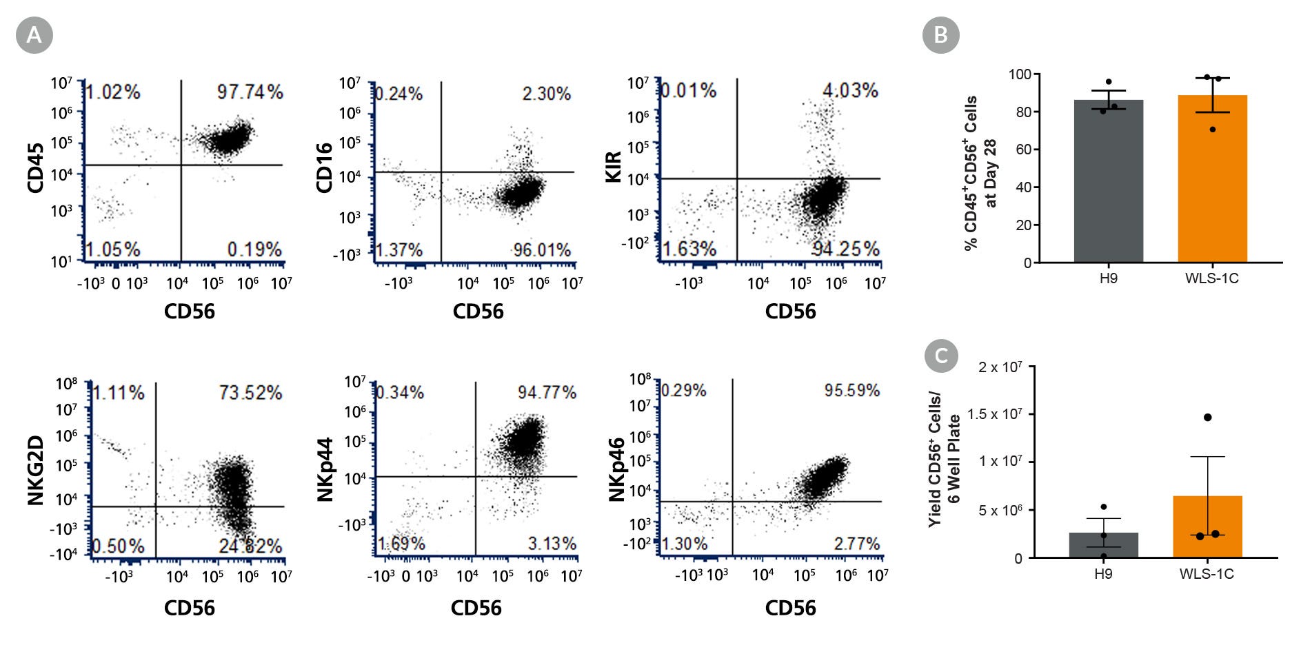 Figure 2. EBs Generated with STEMdiff™ APEL™2 Medium Can Differentiate to NK Cells at High Efficiency