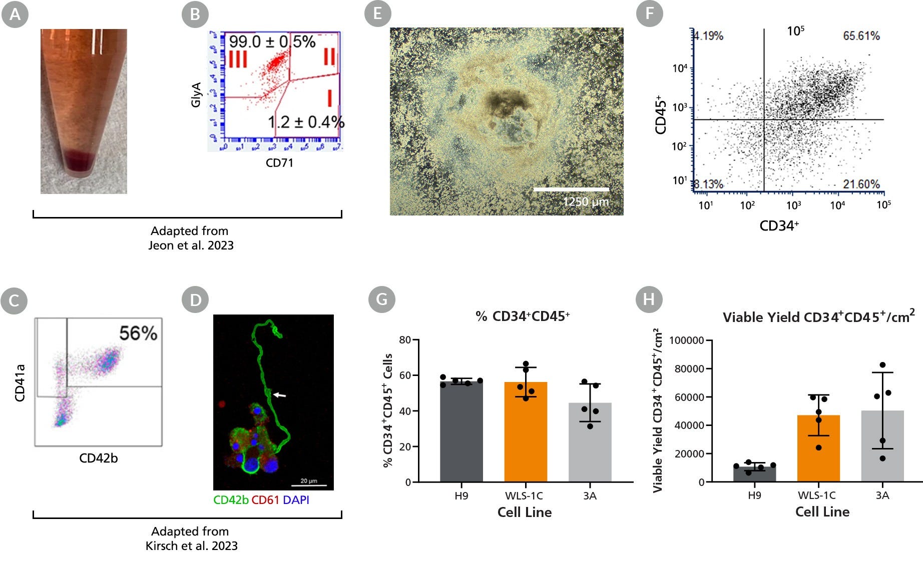 Generation of hPSC-Derived Hematopoietic Lineages Cultured in STEMdiff™ APEL™2 in 2D