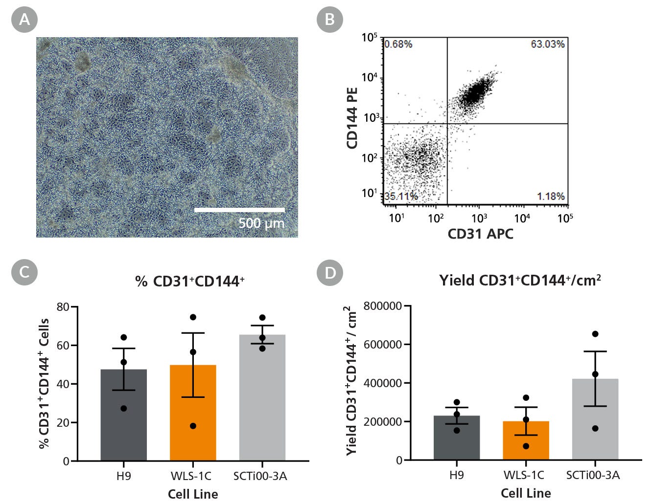 Figure 5. Generation of hPSC-Derived Endothelial Cells Using STEMdiff™ APEL™2 Medium