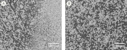 Morphology of hPSC-Derived HPCs