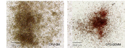 hPSC-Derived HPCs Produce Colonies of Multiple Lineages