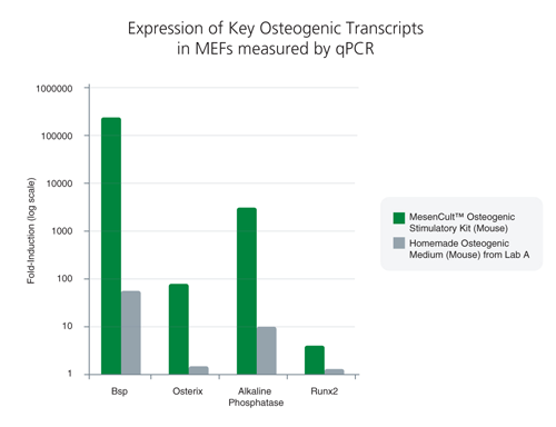 2 MOUSE EMBRYONIC FIBROBLASTS (MEF) DATA<br>MEFs exhibited superior expression of key osteogenic transcripts involved in bone differentiation and maturation following treatment with MesenCult™ Osteogenic Stimulatory Kit (Mouse)*