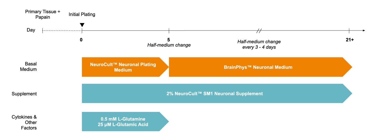 Morphology of Neurons in Representative NeuroCult™ SM1 Cultures at 7 and 21 Days in Vitro