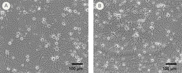 Number of Neurons in NeuroCult™ SM1 and TSFM Cultures After 7 and 21 Days in Vitro