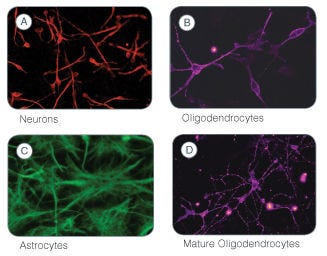 Immunofluorescent staining to identify the differentiated cell types generated following culture of neural stem and progenitor cells in NeuroCult™ NS-A Differentiation Medium