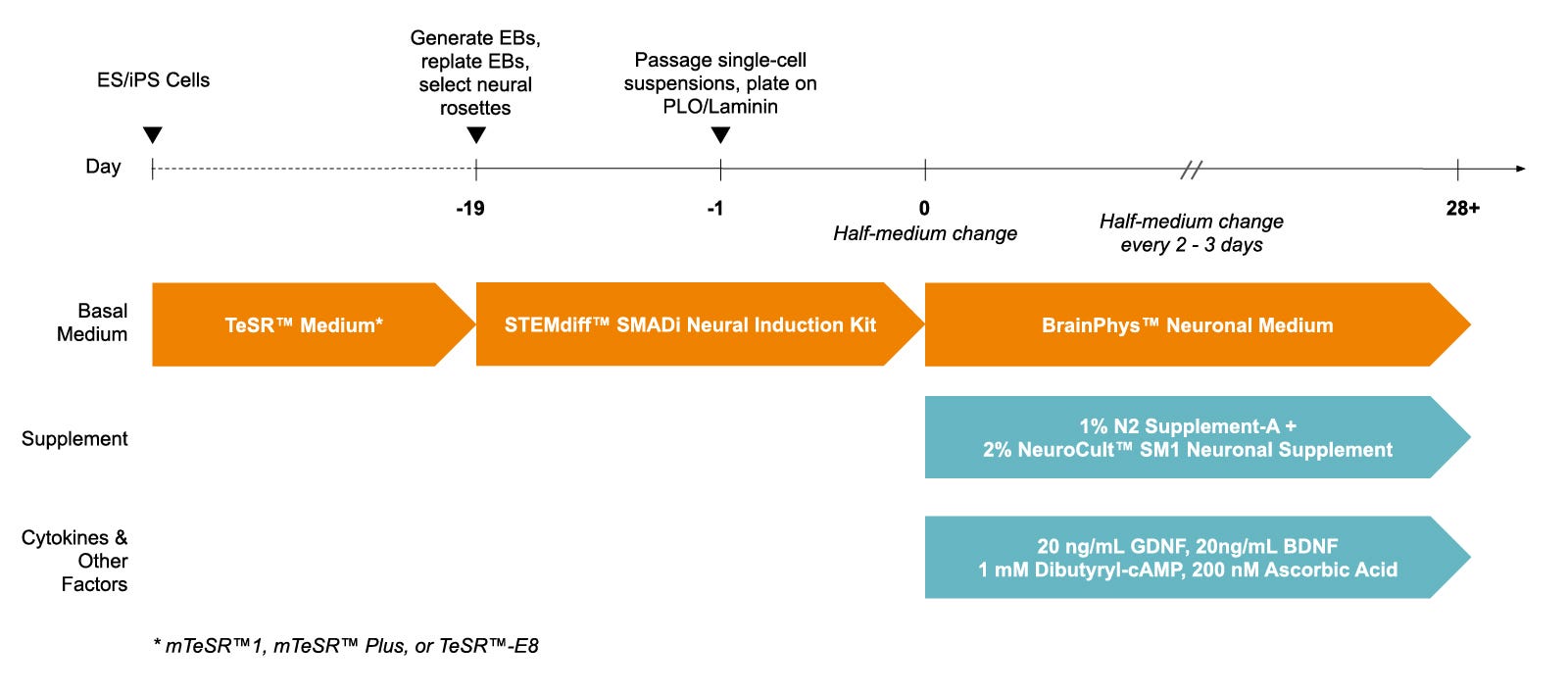 Rodent Neurons Matured in BrainPhys™ Neuronal Medium