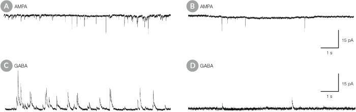 hPSC-Derived Neurons Matured in BrainPhys™ Neuronal Medium Show Improved Excitatory and Inhibitory Synaptic Activity