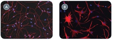 Neural Progenitor Cells Maintained in STEMdiff™ Neural Progenitor Medium can Differentiate into Neurons and Astrocytes