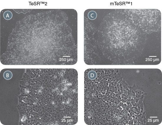 Morphology of hPSCs Maintained in TeSR™2 is Comparable to hPSCs Cultured in mTeSR™1