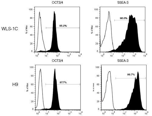 Human Pluripotent Stem Cells Cultured in TeSR™2 Retain Expression of Undifferentiated Cell Markers