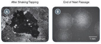 Select Putative iPS Cell Clones