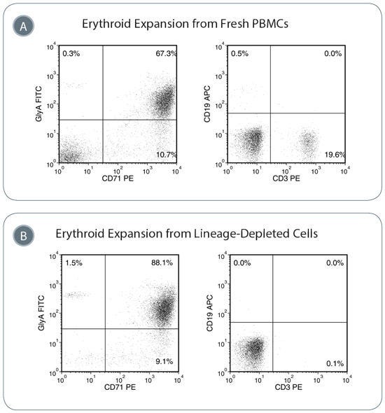 Erythroid Progenitor Cells are Expanded in StemSpan™ SFEM II With Erythroid Expansion Supplement