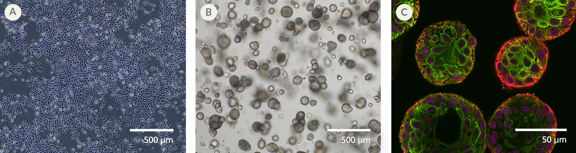 Human Prostate Epithelial Cells Expanded in EpiCult™ Plus Can Be Differentiated as Organoids 