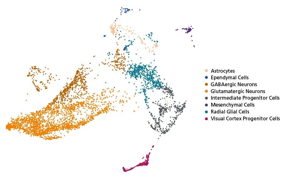 scRNA seq data for STEMdiff™ Cerebral Organoid Kit