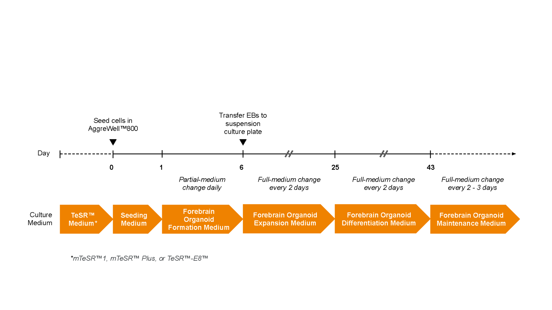 Schematic protocol diagram to generate patterned dorsal forebrain organoids from iPSCs