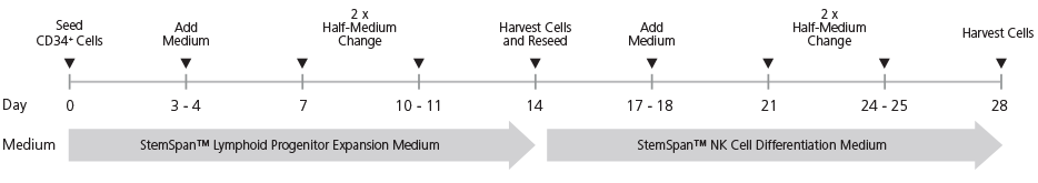 StemSpan™ NK procedure from seeding CB-derived CD34+ cells to harvesting of differentiated NK cells