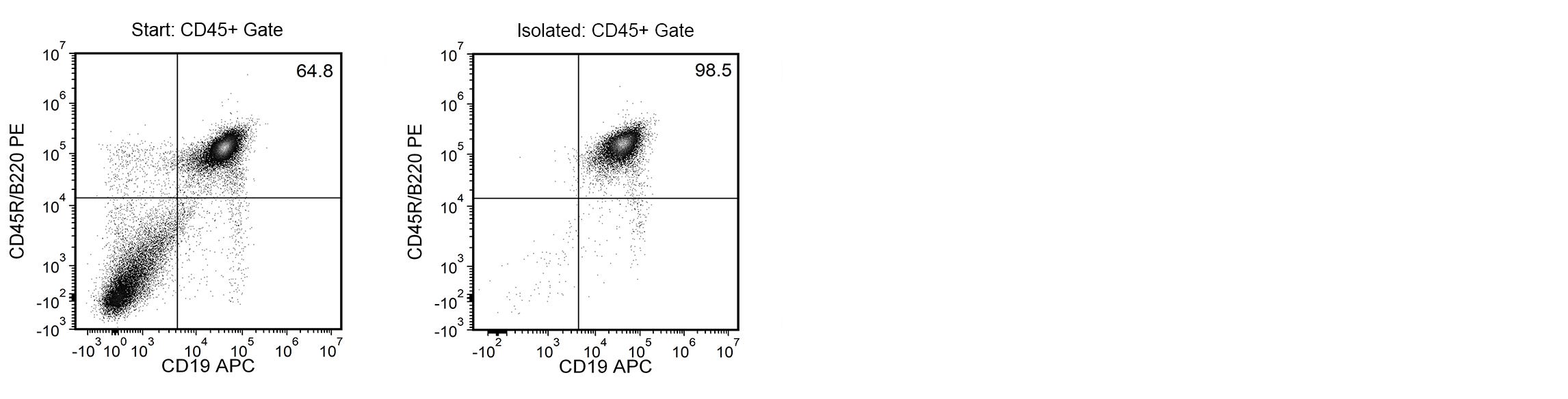 Using the EasySep™ Release Mouse APC Positive Selection Kit, the frequencies of CD45+ cells in the starting and isolated fractions are 64.8% and 98.5%, respectively.