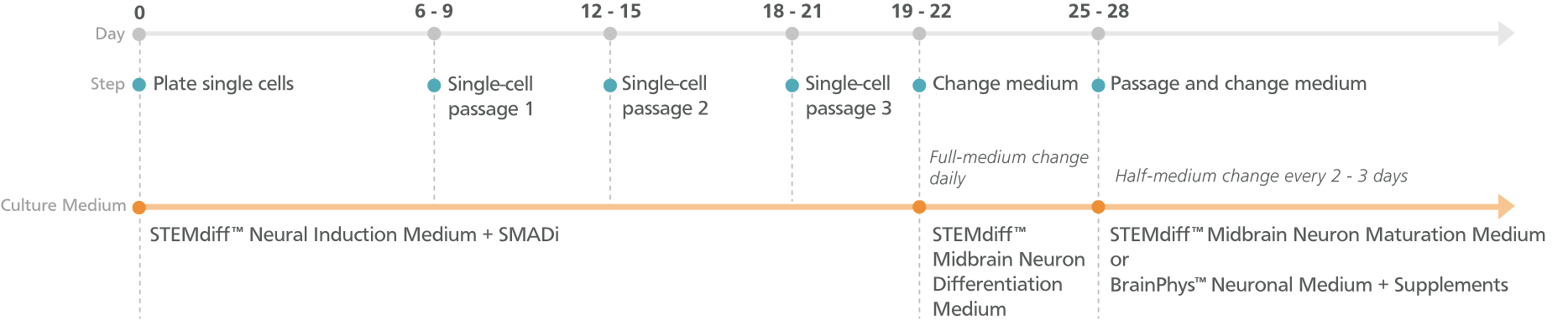 Experimental Protocol for STEMdiff™ Midbrain Neuron Differentiation and Maturation Kits (Monolayer Protocol)