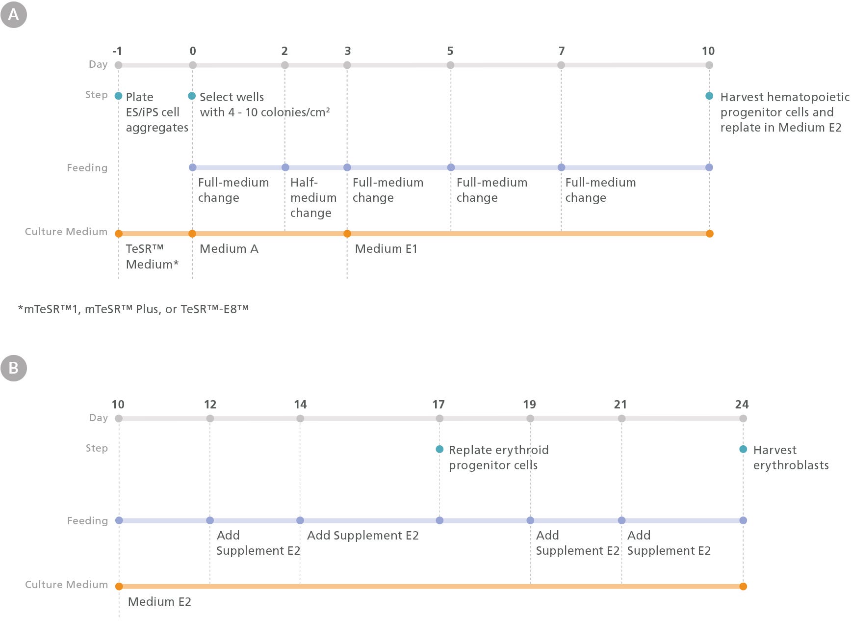 Figure showing the protocol for differentiating human pluripotent stem cells to erythroid cells using STEMdiff™ Erythroid Kit