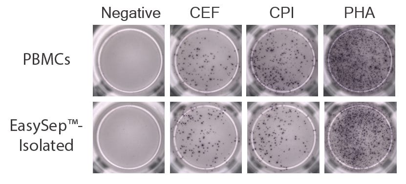 PBMCs pre- and post-EasySep™ isolation were incubated in peptide pools (CEF, CPI, or PHA) and a robust population of IFN-gamma-producing cells in these respective samples are visible on ELISpot plates, showing that EasySep™-isolated CD45+ cells produce IFN-gamma in response to antigen and mitogen stimulation.