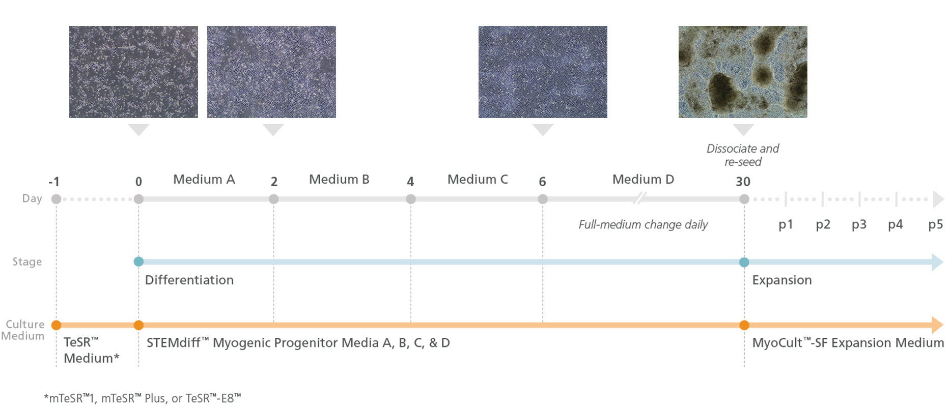 Cell images represinting different stages of myogenic differentiation use STEMdiff Myogenic Progenirot Supplement kit.