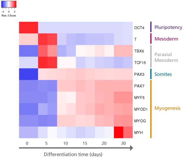 Heatmap of differential gene expression for myogenic progenitors differentiated from embryonic stage.