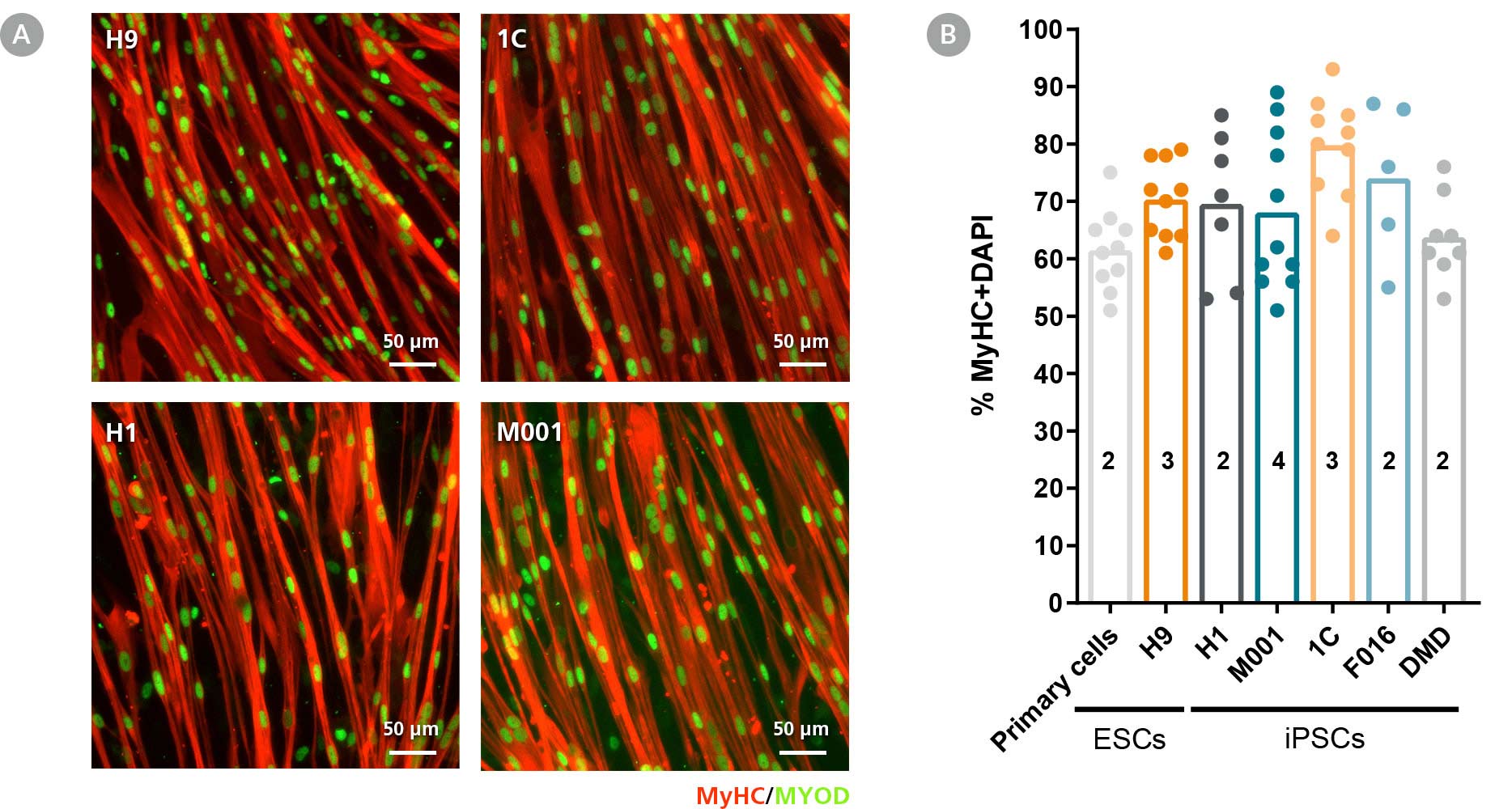 Microscopy images of different hPSC cell lines differentiated to myogenic progenitors using STEMdiff™ Myogenic Progenitor Kit and stained for myogenic markers MgHC and MYOD.