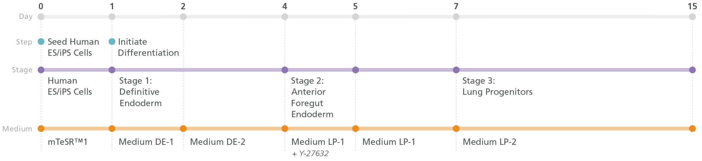 Illustration showing the protocol, media, and three stages (definitive endoderm, anterior foregut endoderm, and lung progenitors) invoved in the differentiation of human PSCs into lung progenitor cells using the STEMdiff™ Lung Progenitor Kit.