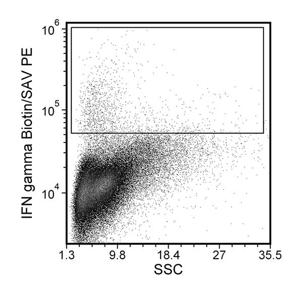 Figure showing flow cytometry analysis of anti-mouse IFN-gamma antibody Clone XMG1.2, Biotin.